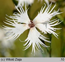 Dianthus arenarius (goździk piaskowy)