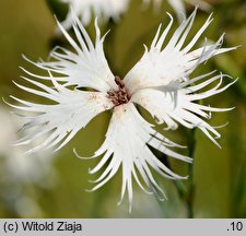 Dianthus arenarius ssp. borussicus (goździk piaskowy)