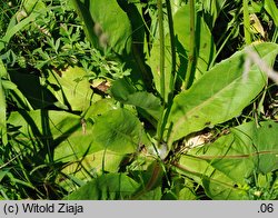Hypochaeris maculata (prosienicznik plamisty)