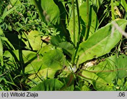 Hypochoeris maculata (prosienicznik plamisty)