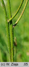 Hypochaeris maculata (prosienicznik plamisty)