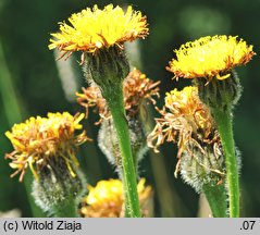 Hypochaeris maculata (prosienicznik plamisty)