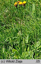 Hypochaeris maculata (prosienicznik plamisty)