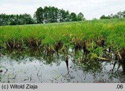 Oenanthe aquatica (kropidło wodne)