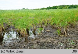 Oenanthe aquatica (kropidło wodne)