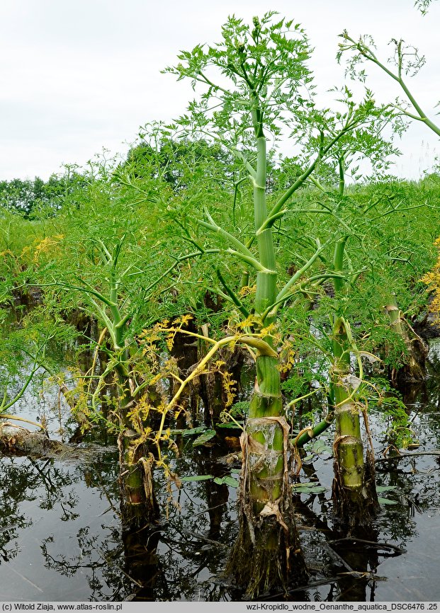 Oenanthe aquatica (kropidło wodne)