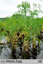 Oenanthe aquatica (kropidło wodne)