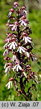 Orchis ×hybrida