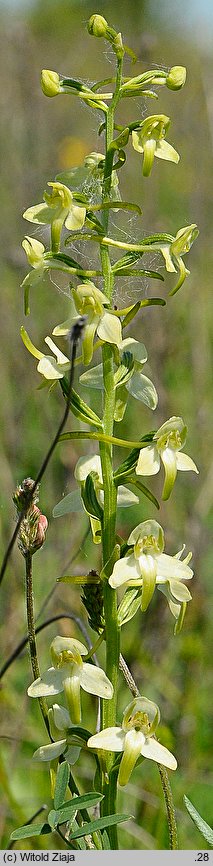 Platanthera chlorantha (podkolan zielonawy)