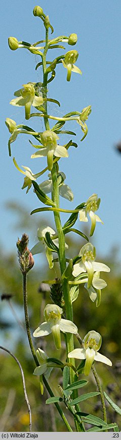 Platanthera chlorantha (podkolan zielonawy)