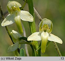 Platanthera chlorantha (podkolan zielonawy)