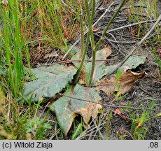 Hypochaeris maculata (prosienicznik plamisty)