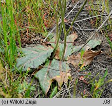 Hypochoeris maculata (prosienicznik plamisty)