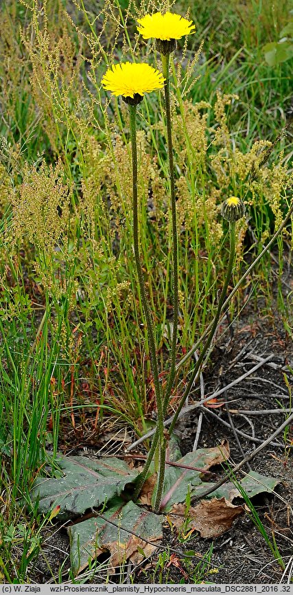 Hypochaeris maculata (prosienicznik plamisty)