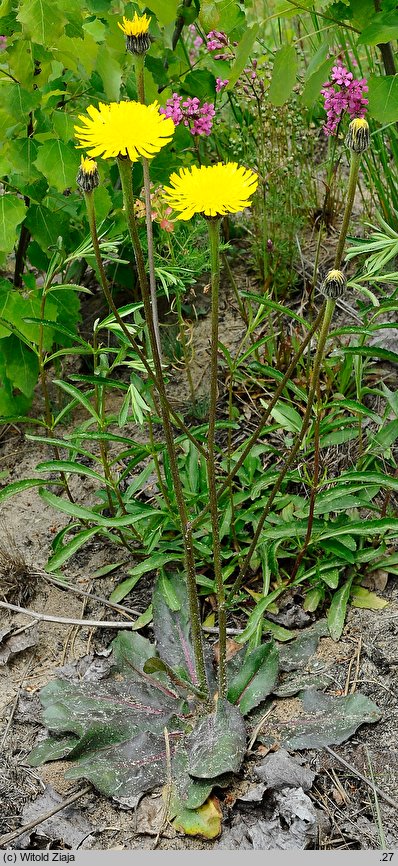 Hypochaeris maculata (prosienicznik plamisty)