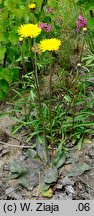 Hypochaeris maculata (prosienicznik plamisty)