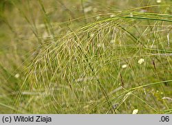 Stipa capillata (ostnica włosowata)