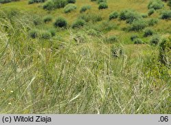 Stipa capillata (ostnica włosowata)