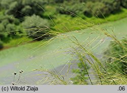 Stipa capillata (ostnica włosowata)