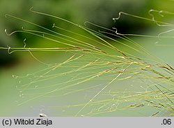Stipa capillata (ostnica włosowata)