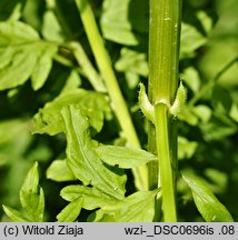 Cardamine impatiens (rzeżucha niecierpkowa)