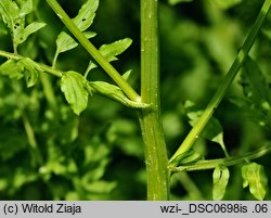 Cardamine impatiens (rzeżucha niecierpkowa)