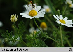 Anthemis cotula (rumian psi)