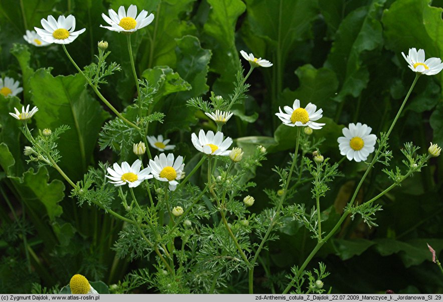 Anthemis cotula (rumian psi)