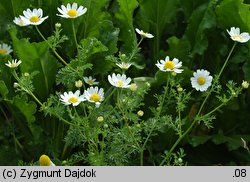 Anthemis cotula (rumian psi)