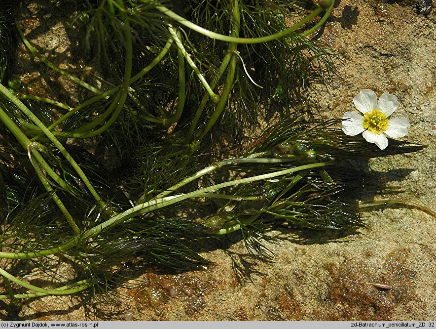 Ranunculus penicillatus (jaskier pędzelkowaty)