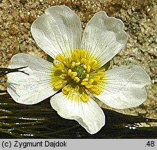 Ranunculus penicillatus (jaskier pędzelkowaty)