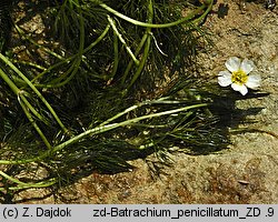 Ranunculus penicillatus (jaskier pędzelkowaty)