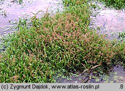 Coleanthus subtilis (koleantus delikatny)