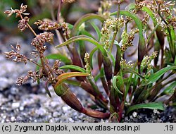 Coleanthus subtilis (koleantus delikatny)