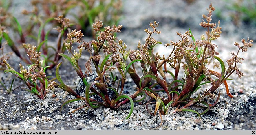 Coleanthus subtilis (koleantus delikatny)