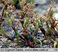 Coleanthus subtilis (koleantus delikatny)