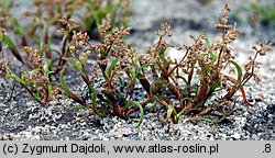 Coleanthus subtilis (koleantus delikatny)