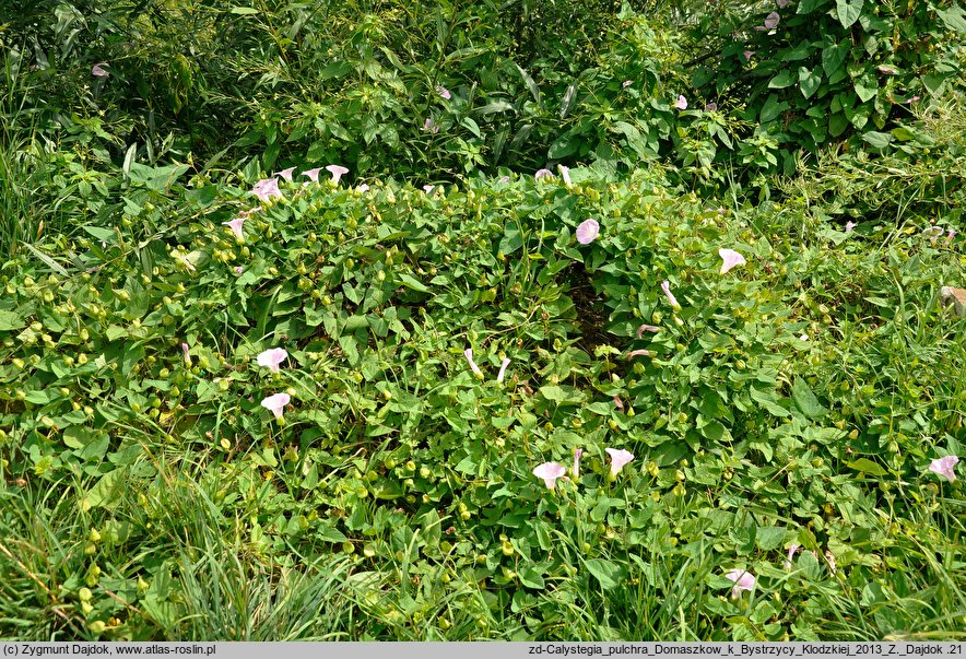 Calystegia ×pulchra (kielisznik nadobny)