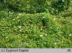 Calystegia ×pulchra (kielisznik nadobny)