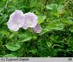 Calystegia ×pulchra (kielisznik nadobny)