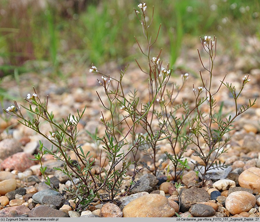 Cardamine parviflora (rzeżucha drobnokwiatowa)