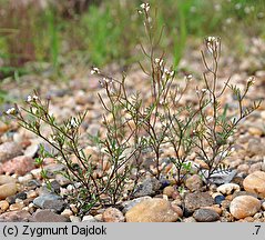 Cardamine parviflora (rzeżucha drobnokwiatowa)