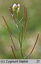 Cardamine parviflora (rzeżucha drobnokwiatowa)