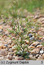 Cardamine parviflora (rzeżucha drobnokwiatowa)