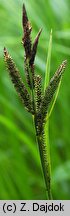 Carex buekii (turzyca Bueka)