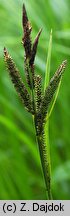 Carex buekii (turzyca Bueka)