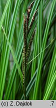 Carex buekii (turzyca Bueka)