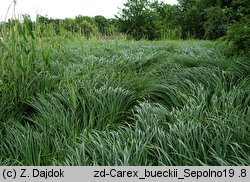 Carex buekii (turzyca Bueka)