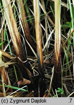 Carex buekii (turzyca Bueka)