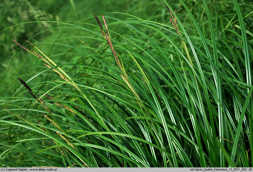 Carex buekii (turzyca Bueka)